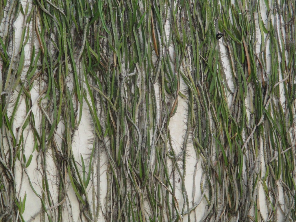 DERRETIRSE EN EL&nbsp;MEZCAL