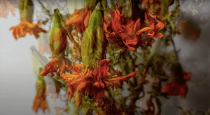 ESPECIALES DE HORROR | NATURALEZA MUERTa