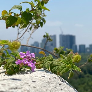 DESTELLOS DE CHAPULTEPEC