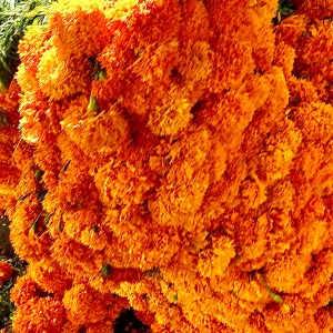 FILOSOFÍAS ESQUINERAS | EL COLOR DEL CEMPOHUALXOCHITL