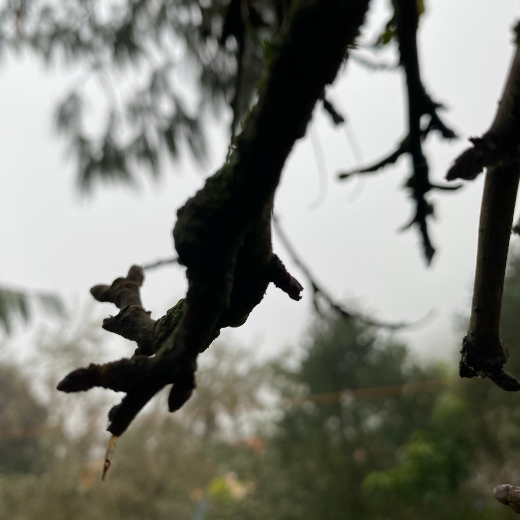 ESPECIALES DE HORROR | NEBLINA EN EL&nbsp;MONTE