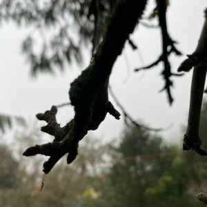 ESPECIALES DE HORROR | NEBLINA EN EL&nbsp;MONTE