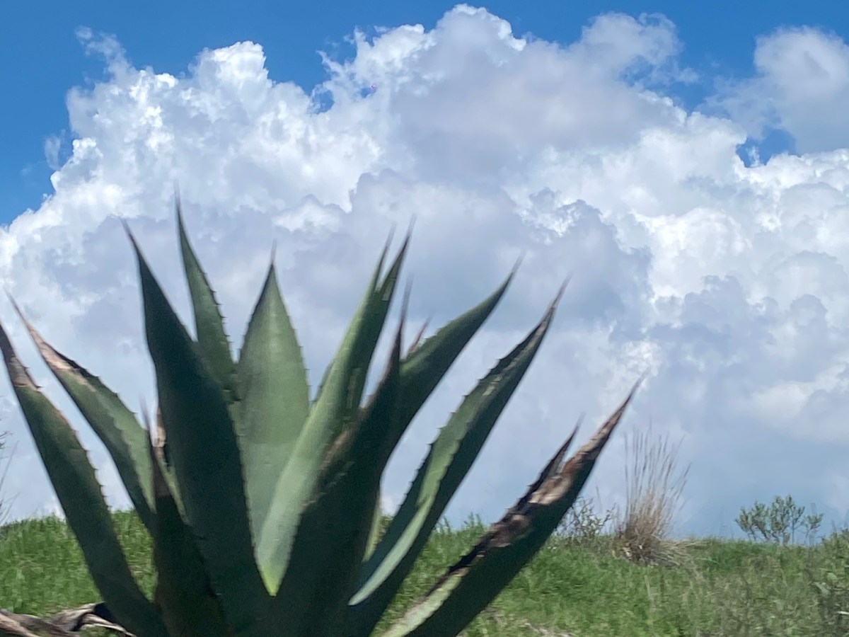 DE FRÍO Y&nbsp;PULQUE