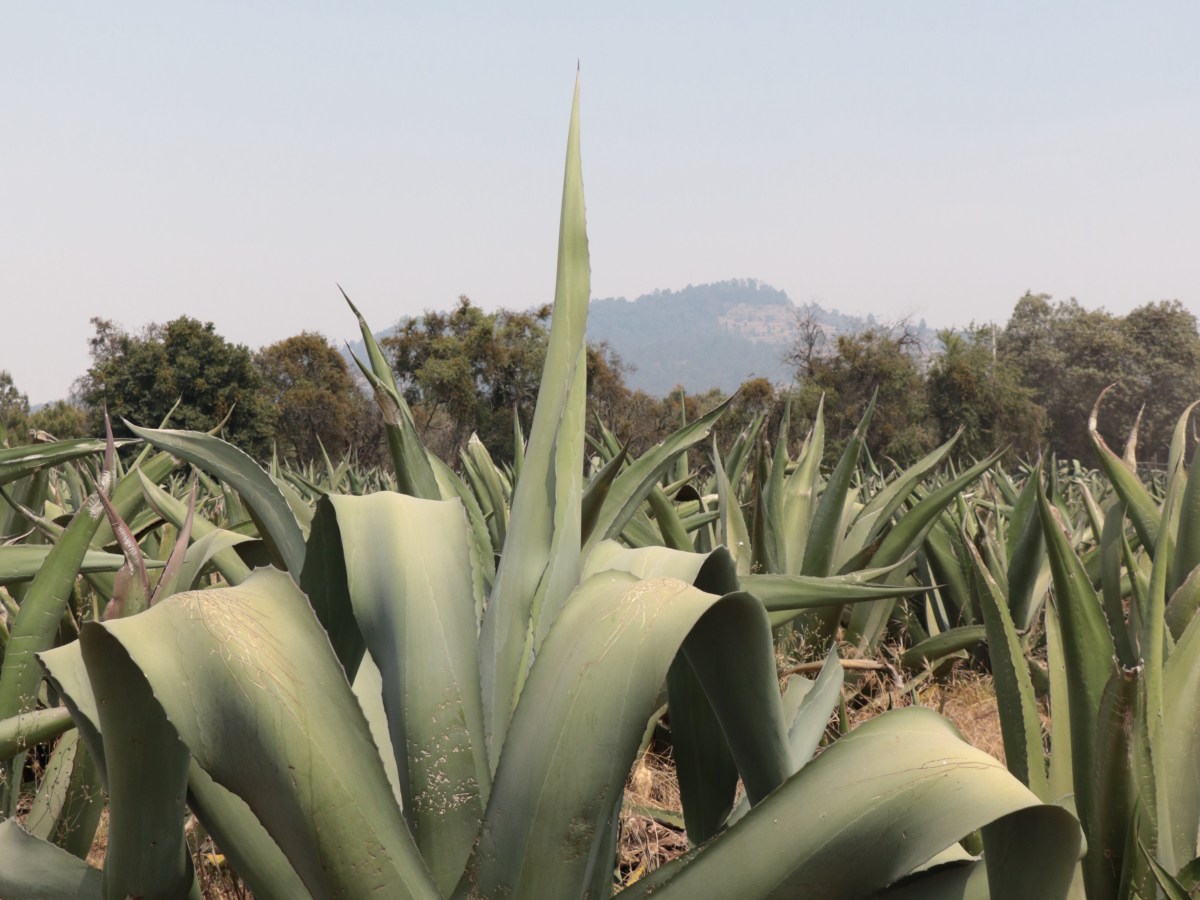 GALERÍA | SANGRE DEL&nbsp;MAGUEY