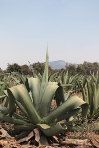 GALERÍA | SANGRE DEL MAGUEY